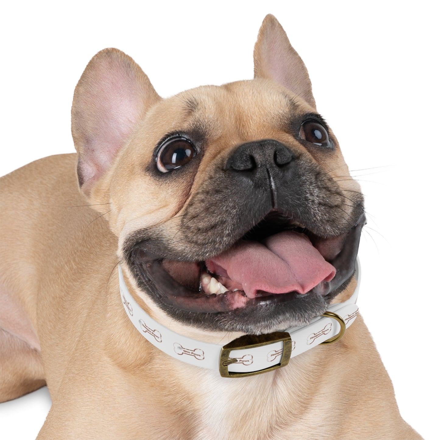 Haagen-Paws Dog Collar