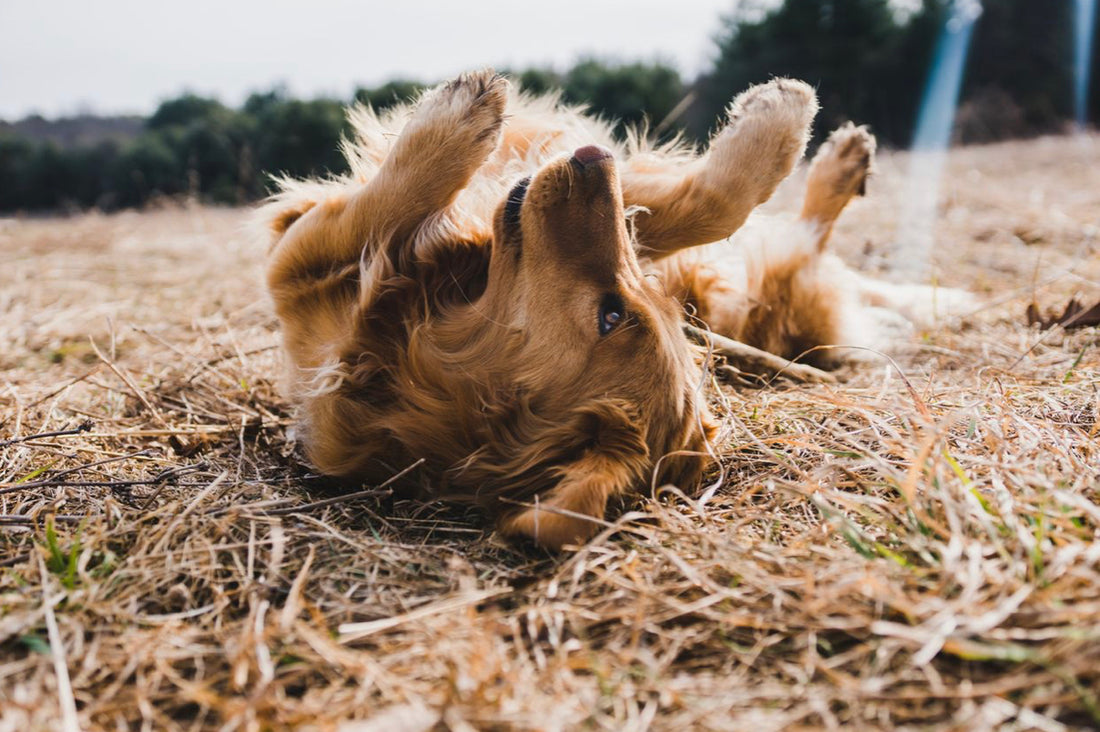 Dog Facts: Hip Dysplasia in Dogs